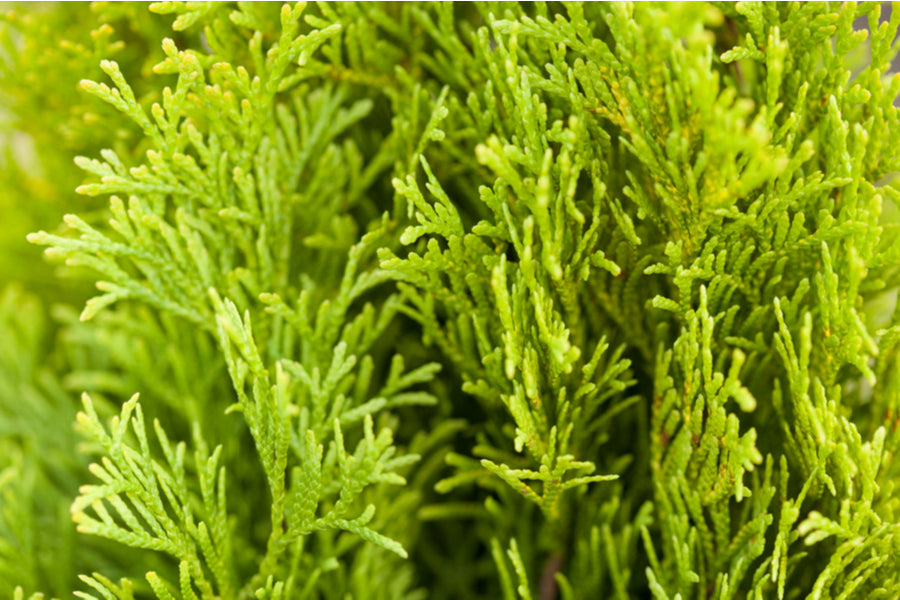 Thuja Occidentalis Jantar 150-180cm 45 litre Pot