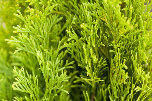 Thuja Occidentalis Jantar 150-180cm 45 litre Pot