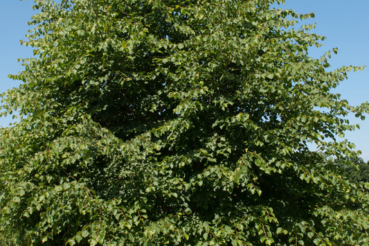 Tilia Cordata Bohjle 'Small leaved Lime' 180 litre Pot (18-20cm girth)