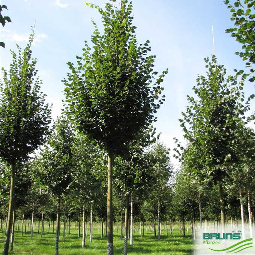 Tilia Cordata Rancho -  Pyramidal Lime Tree - 80 litre Pot (16-18cm girth)