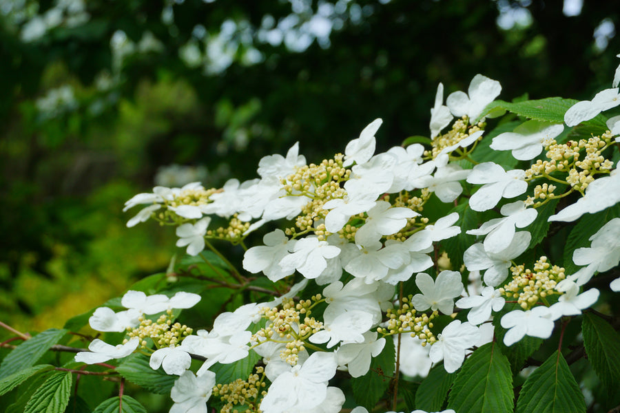 Viburnum Kilimanjaro 45 Litre Specimen Pot 150-175cm