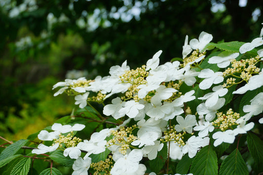 Viburnum Kilimanjaro 45 Litre Specimen Pot 150-175cm