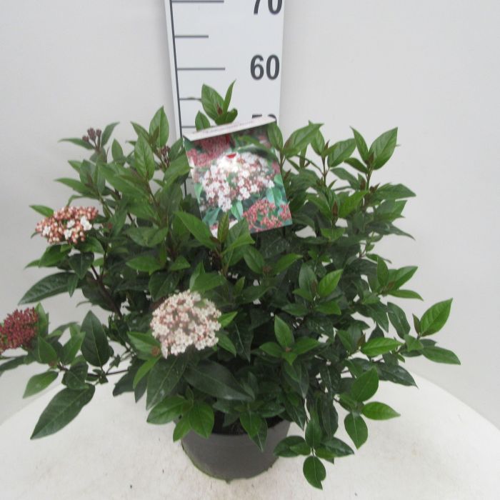 Viburnum Tinus Spirit 12lt pot Height 60-90cm