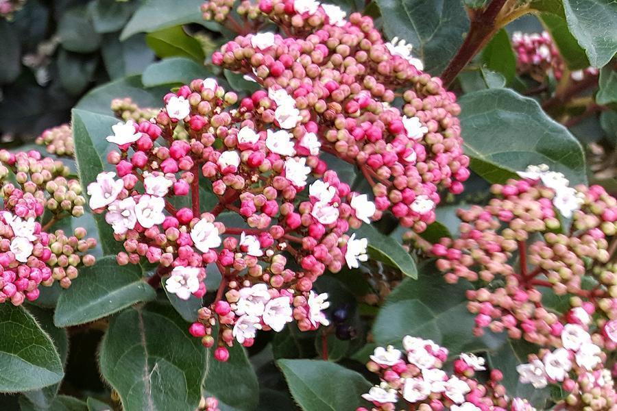 Viburnum Tinus 12lt pot Height 60-90cm