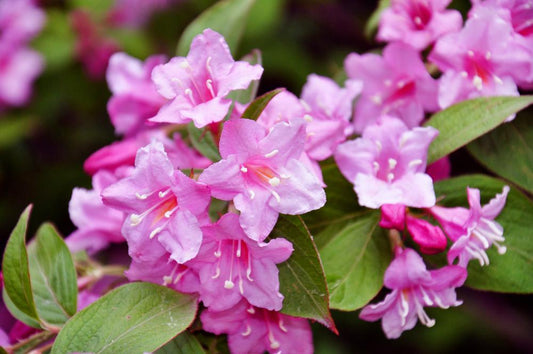 Weigela Pink Poppet  (2 Litre Pot)