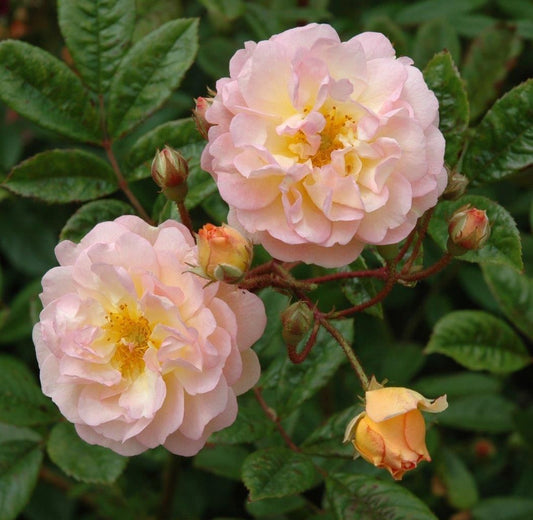 Rose Ghislaine De Feligonde (Climber) 5 Litre Pot