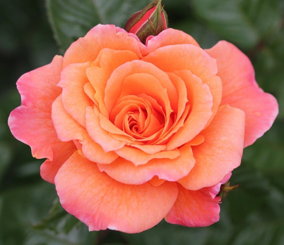 Rose Scent from Heaven (Climber) 5 Litre Pot
