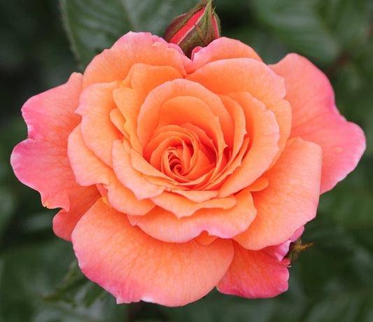 Rose Scent from Heaven (Climber) 5 Litre Pot