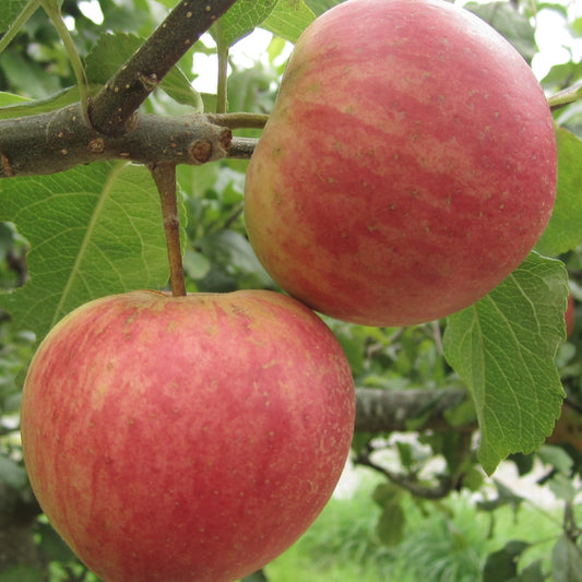 Apple Widows Friend - 1yr old Maiden Available from 2nd week December