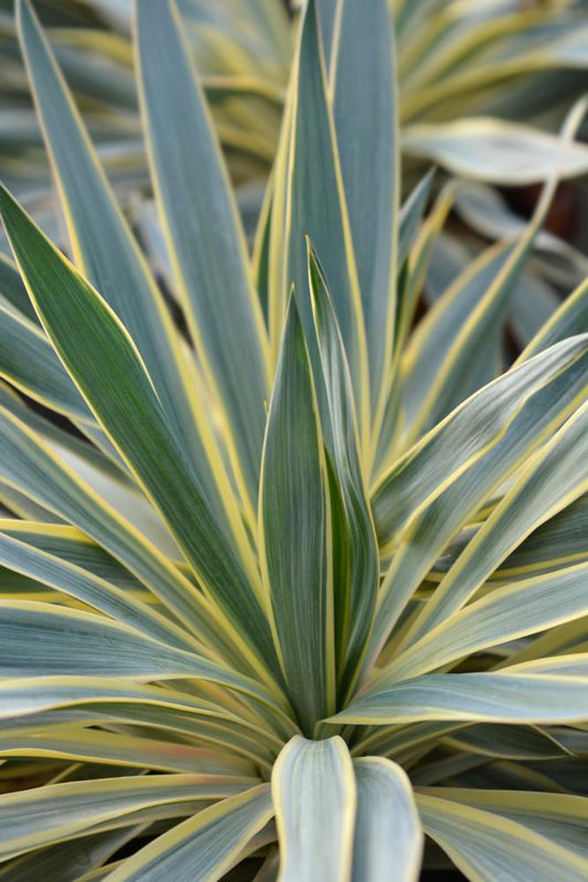 Yucca Gloriosa Variegata  (2 Litre Pot)