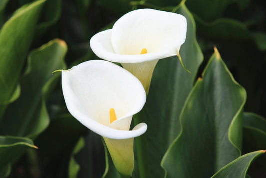 Zantedeschia Crowborough – ‘Arum Lily’ (12 litre Pot)