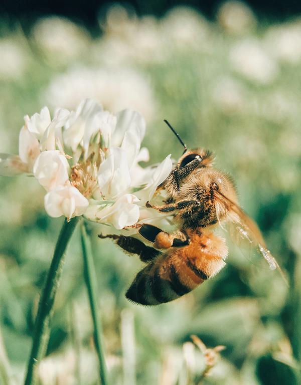 Bee and Butterfly Friendly Mix (60-90cm) Pre-Order Now for November Delivery