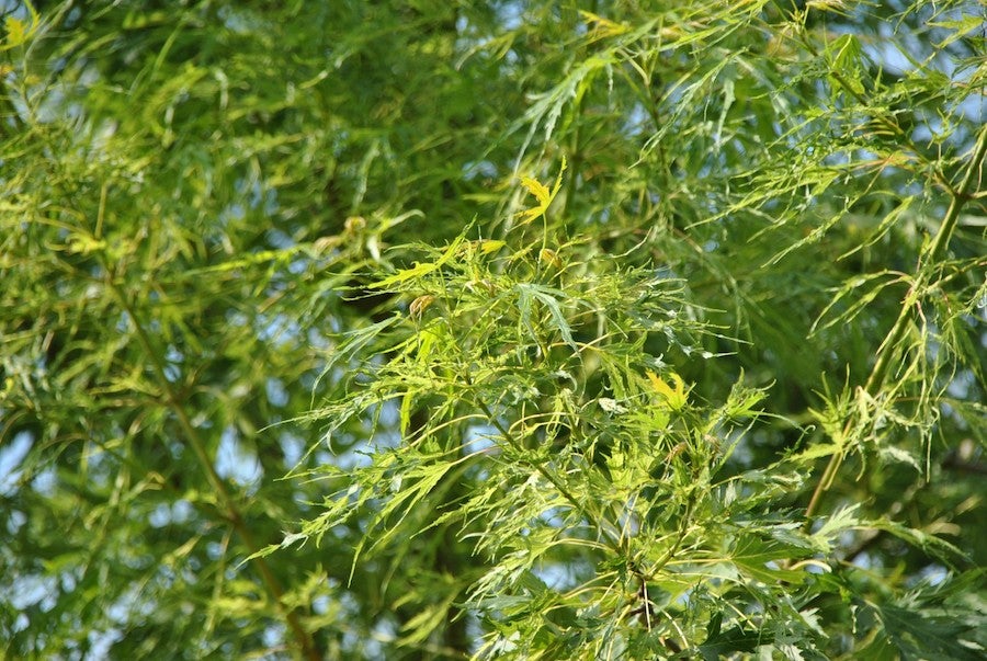 Acer Saccharinum Born's Gracious  12 litre pot (175-200cm)