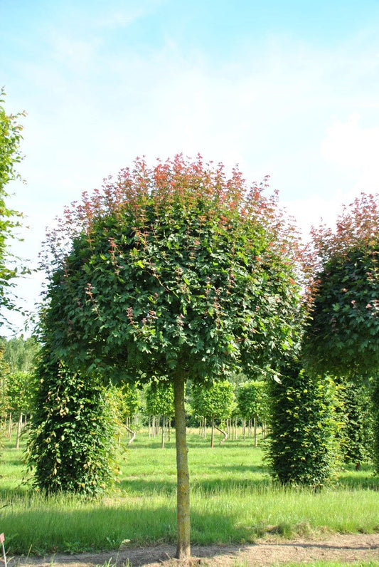 Acer Campestre Red Shine Tree 25 litre 200-225cm