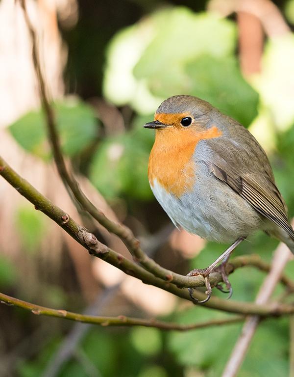 Bird Friendly Mixed Native Hedge (60-90cm) Pre-Order Now for November Delivery