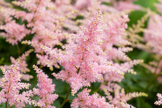 Astilbe Pink Sprite (3 Litre Pot)
