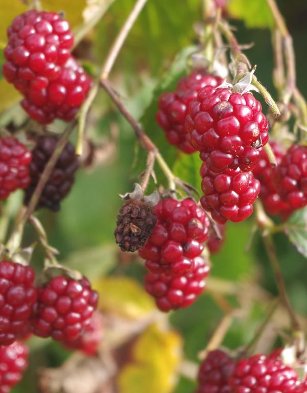 Edible Hedge (60-90cm) Pre-Order Now for November Delivery