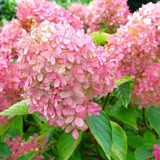 Hydrangea Paniculata Vanilla Fraise (10 Litre Pot)