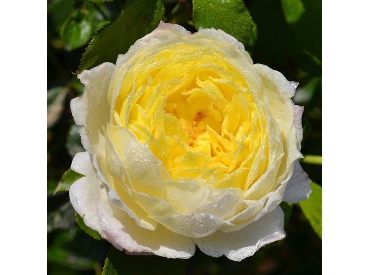 Rose Amnesty International ‘Climbing Rose’ 5Lt pot