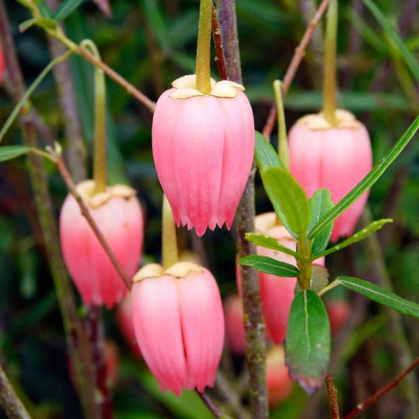 Crinodendron Ada Hoofman  'Chilean Lantern Tree' (25 Litre Pot)