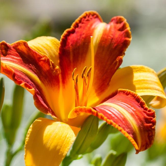 Hemerocallis Frans Hals 'Day Lily'  (3 litre pot)