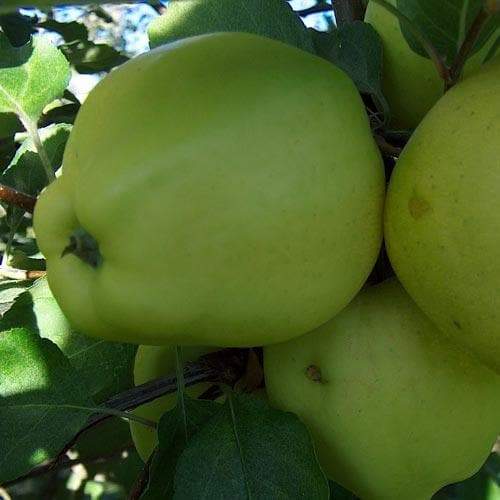 Apple Green Chisel - 1yr old Maiden Available from 2nd week December