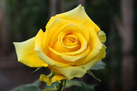 Rose Arthur Bell - CLIMBING - 5 Litre Pot