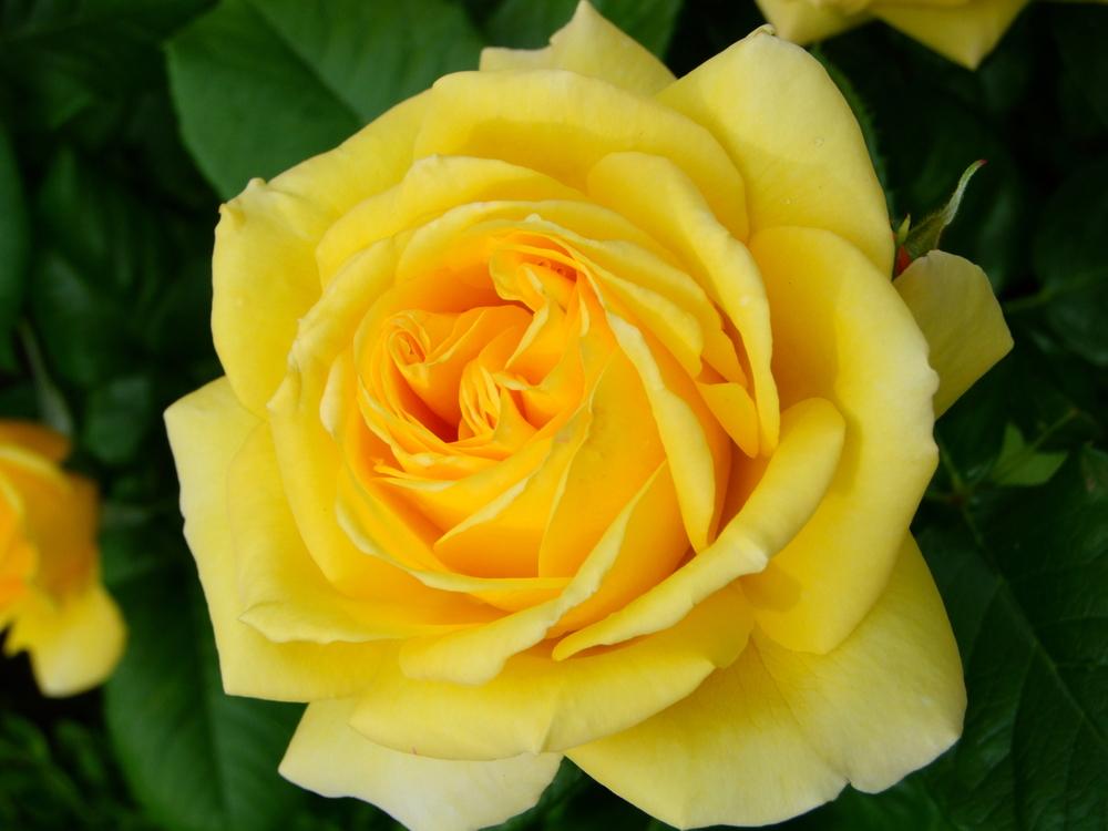 Rose Arthur Bell (Bush) 5 Litre Pot