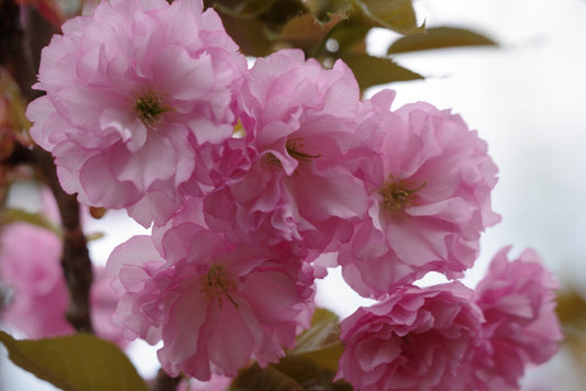 Prunus Kanzan - Pink Flowering cherry 45 litre Pot (4 metres +)