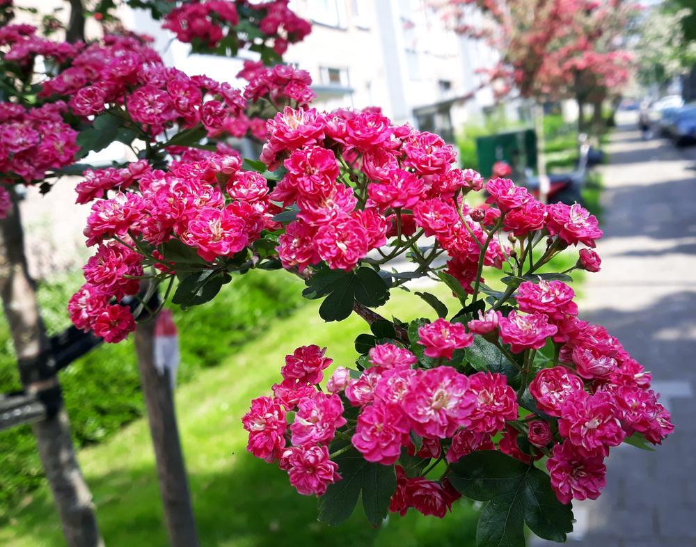 Crataegus Paul's Scarlet - Pink Hawthorn Tree 45 litre pot (10-12cm Girth)
