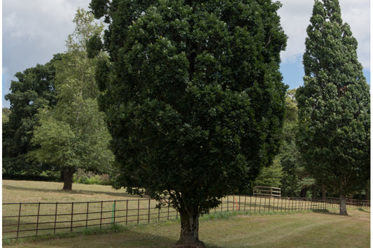 Quercus Koster Fastigiata 'Upright Columnar Oak' 130 litre (20-25cm girth)
