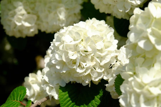 Viburnum Plicatum Newport 5Lt pot