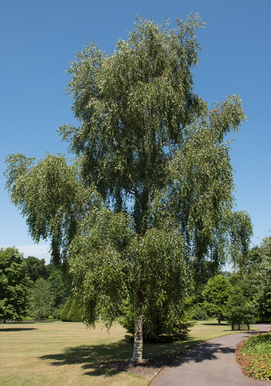 Betula Pendula - Birch Tree 12 Litre Pot (5-6 ft )