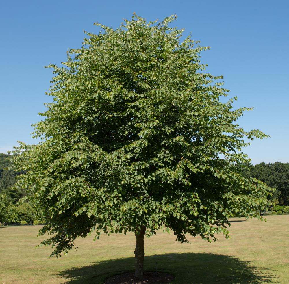 Tilia Pallida Pleached Screen - Common Lime Tree - 350 litre Pot (40-45cm girth)