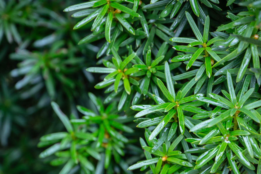 Taxus Baccata Fastigiata Robusta 10lt pot Height 80-100cm