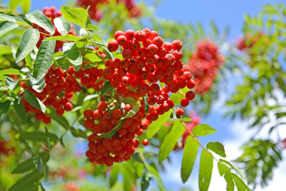 Sorbus Aucuparia Sheerwater Seedling 20-25cm Girth 130 litre Pot