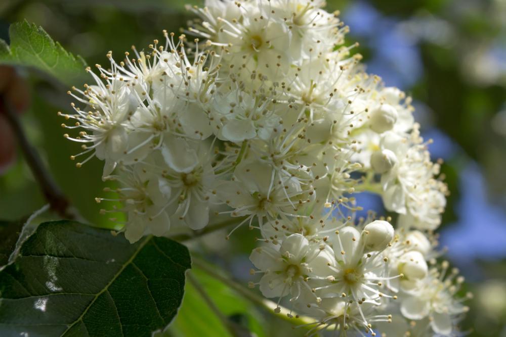 Sorbus Aria Lutescens 'Whitebeam' 130 Litre Pot (18-20cm)