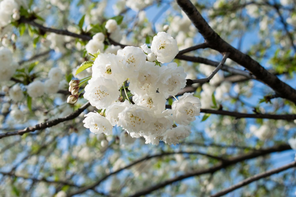 Prunus Shirotae 'White Flowering Cherry' 130 litre pot (16-18cm girth)