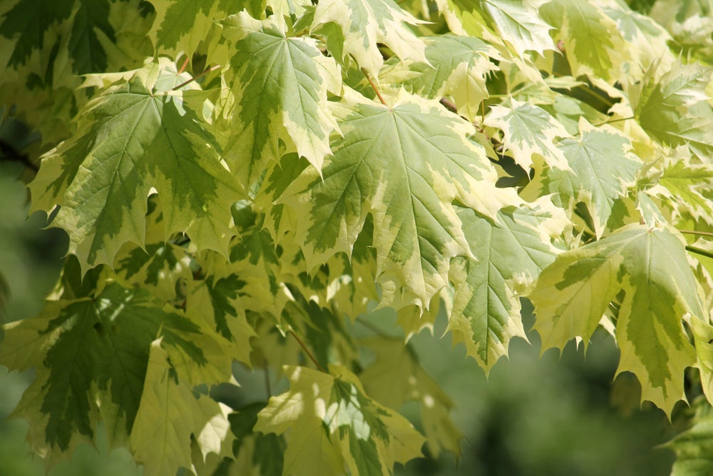 Acer Platanoides Drumondii 12 litre Pot (5-6ft)