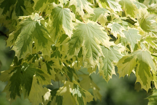Acer Platanoides Drumondii 12 litre Pot (5-6ft)