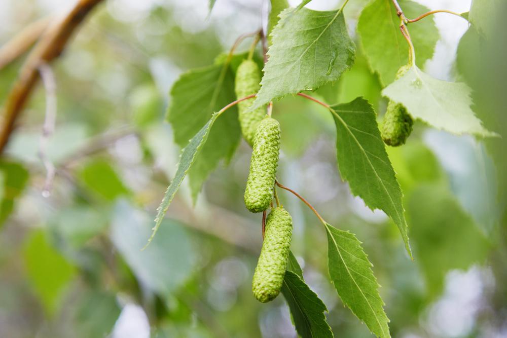 Betula Jacquemontii (Doorenbos) - White Stem Birch Tree - 65 litre Pot (4-5 metres)