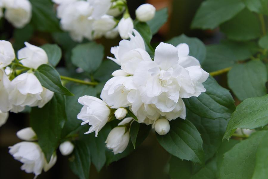 Philadelphus Snowbelle 3Lt pot