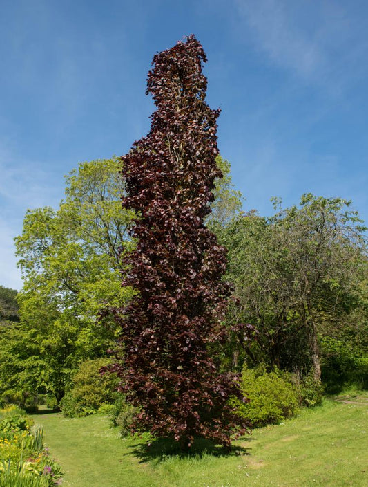 Fagus Sylvatica Dawycks Purple 'Purple Columnar Beech' 150lt Pot (14-16cm)