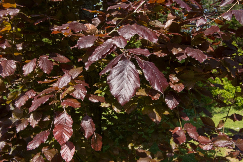 Fagus Sylvatica Purpurea 'Copper Beech' 45 litre (3-4 metre) 12-14cm girth