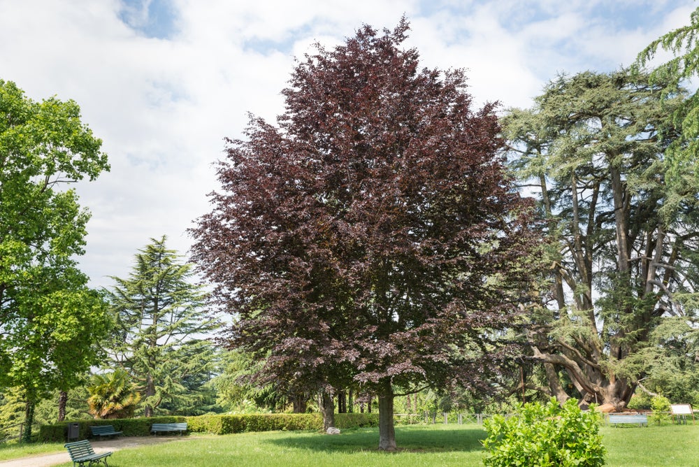 Fagus Sylvatica Purpurea 'Copper Beech' 45 litre (3-4 metre) 12-14cm girth