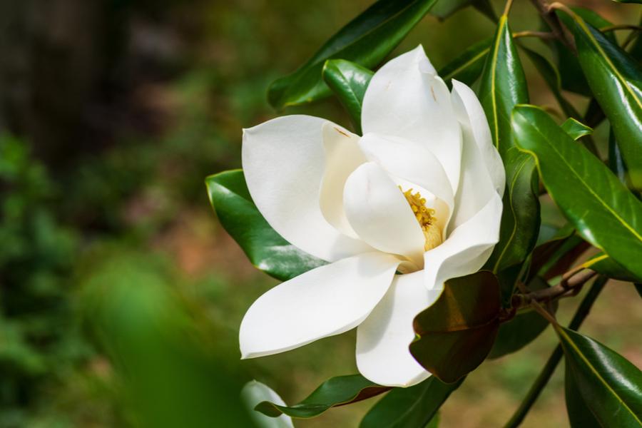 Magnolia Grandiflora Little Gem (Evergreen Magnolia) 12Lt pot