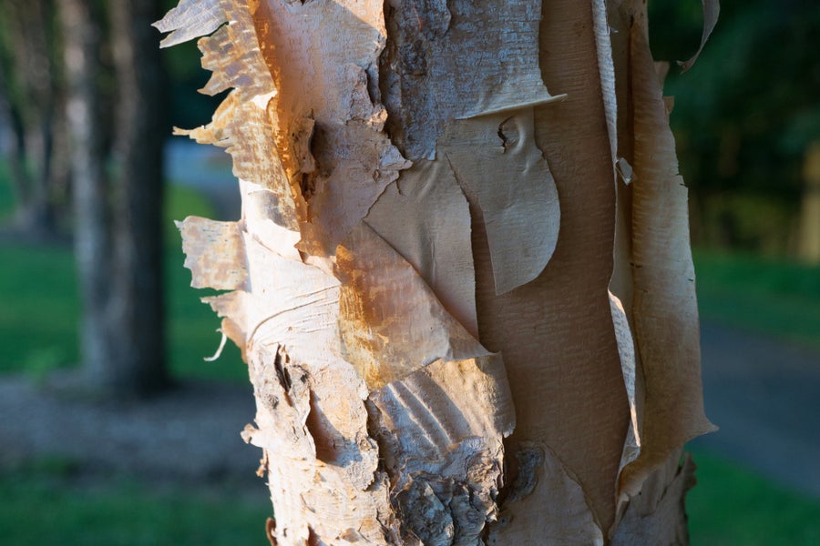 Betula Nigra Summer Cascade 12 litre pot (175-200cm)