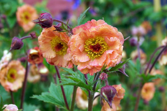 Geum Mai Tai - 2 litre Pot
