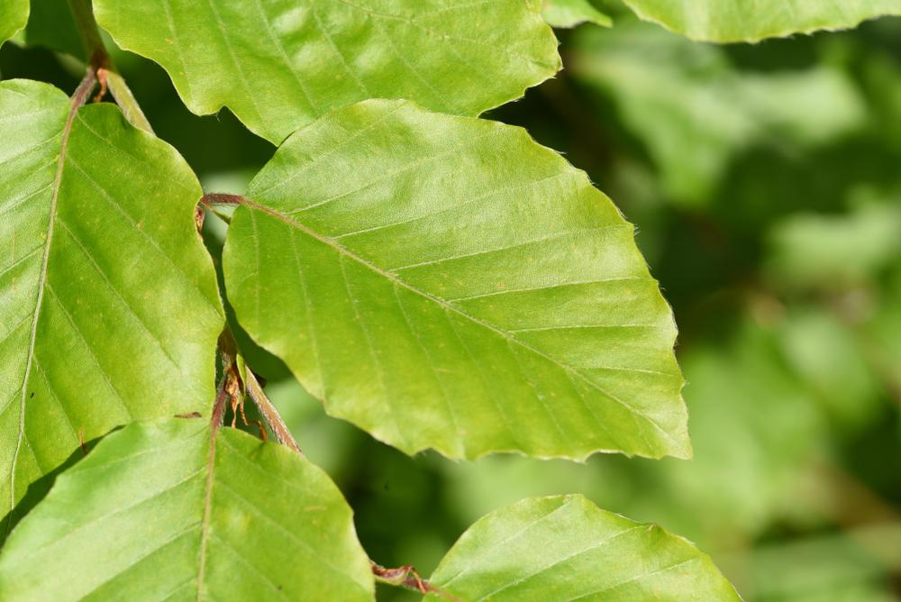 Fagus Sylvatica 'Green Beech' 12 Litre Pot 150-175cm