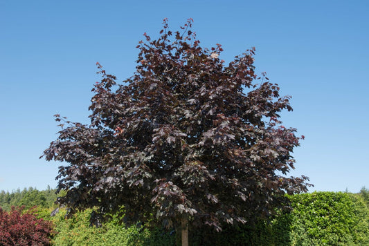 Acer Royal Red (Purple Leaved Norway Maple) 130 litre pot (14-16cm girth)